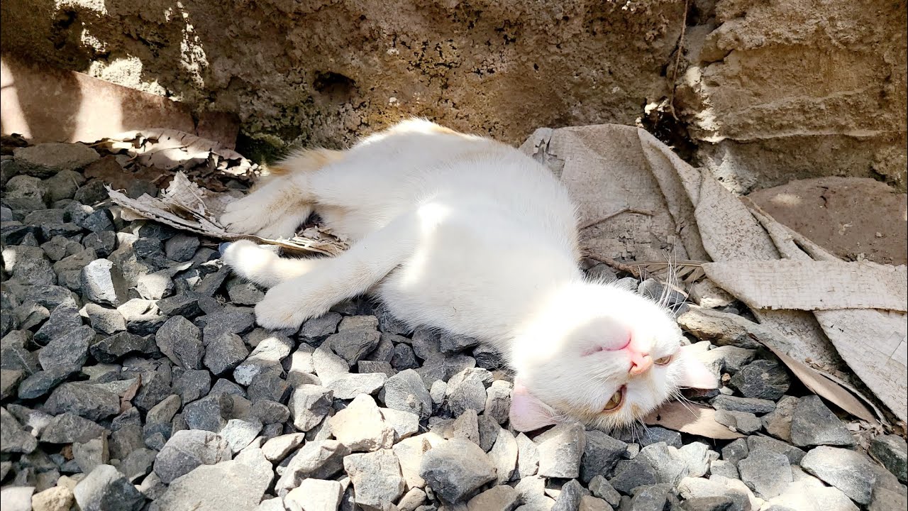 CAT LIFE UNDER A SHADE🐈😻(MUST WATCH)💙