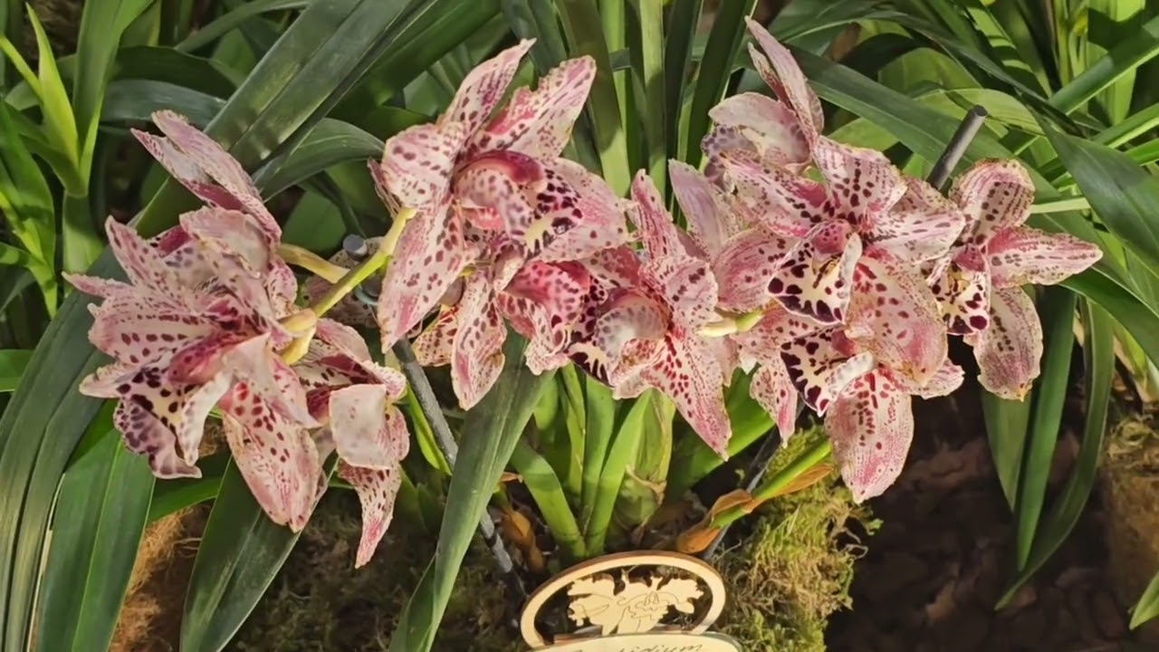 Orchideen-ausstellung Dresden 2023 Teil 2.   Выставка орхидей Дрезден 2023 часть 2