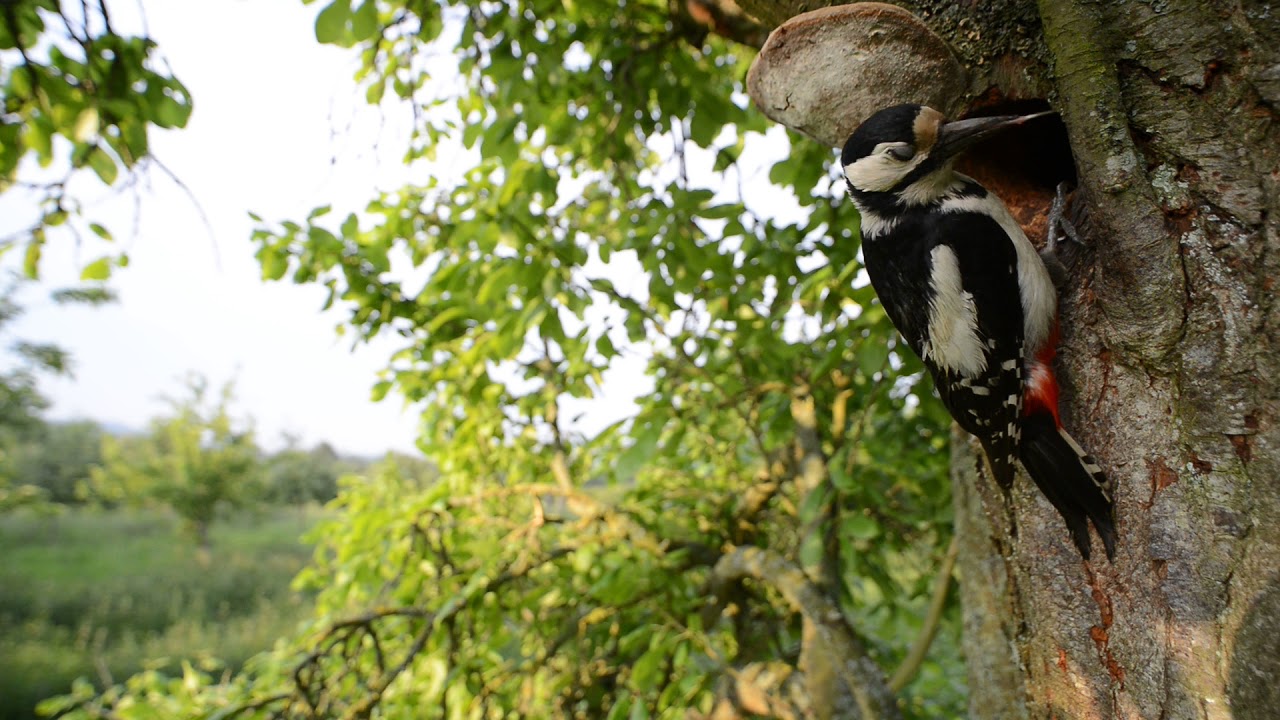 Great Spotted Woodpecker feeding chicks at nest hole