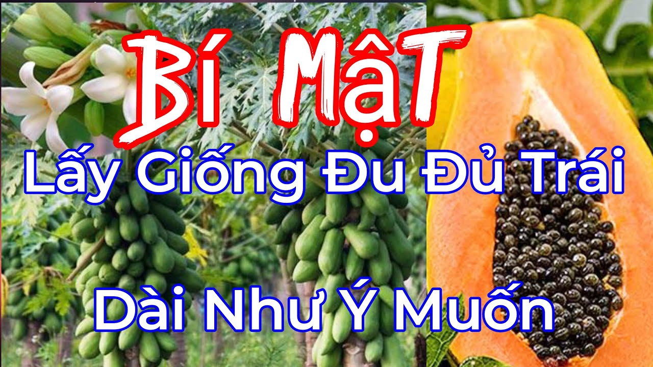 Trái Đu Đủ Và Bí Mật Ít Ai Biết Về Cách Lấy Giống Này/ Phân Biệt Trái Dài Trái Tròn
