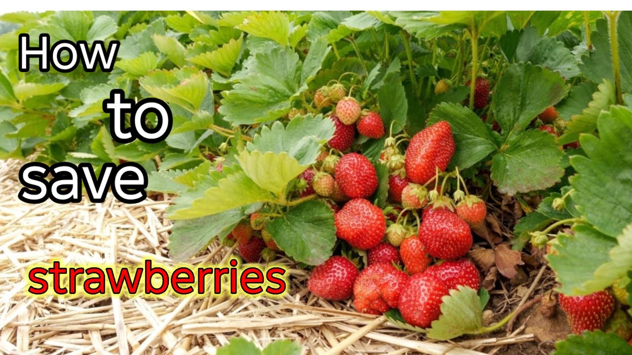 How to save strawberry plant from fungus |mulching strawberry plant | how to mulch strawberry plant
