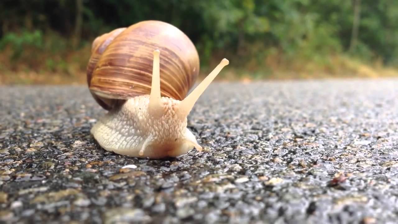 How does the snail move?