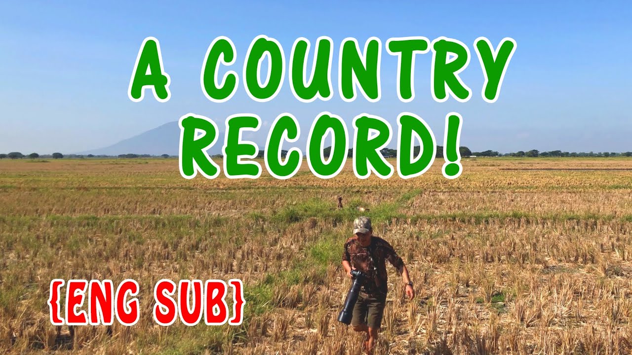 {ENG SUB} The Search for a Super-Duper Rare Bird | eBird Country Record!