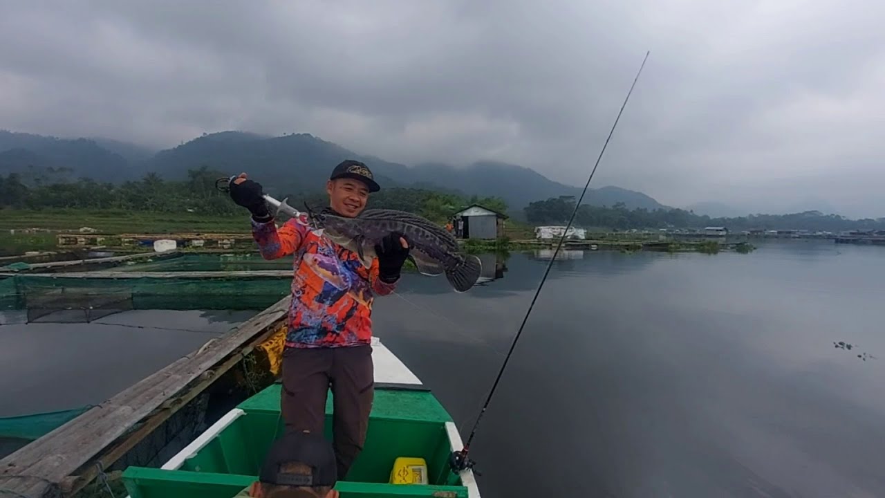 Strike Perdana 2023 Toman Saguling 3 Kg