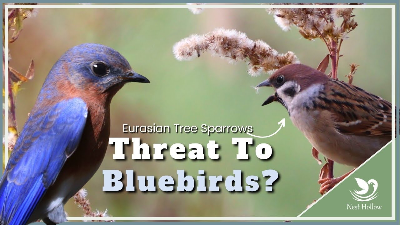 Eurasian Tree Sparrow Aggression Toward Bluebirds and Other Native Cavity Nesting Birds (USA)