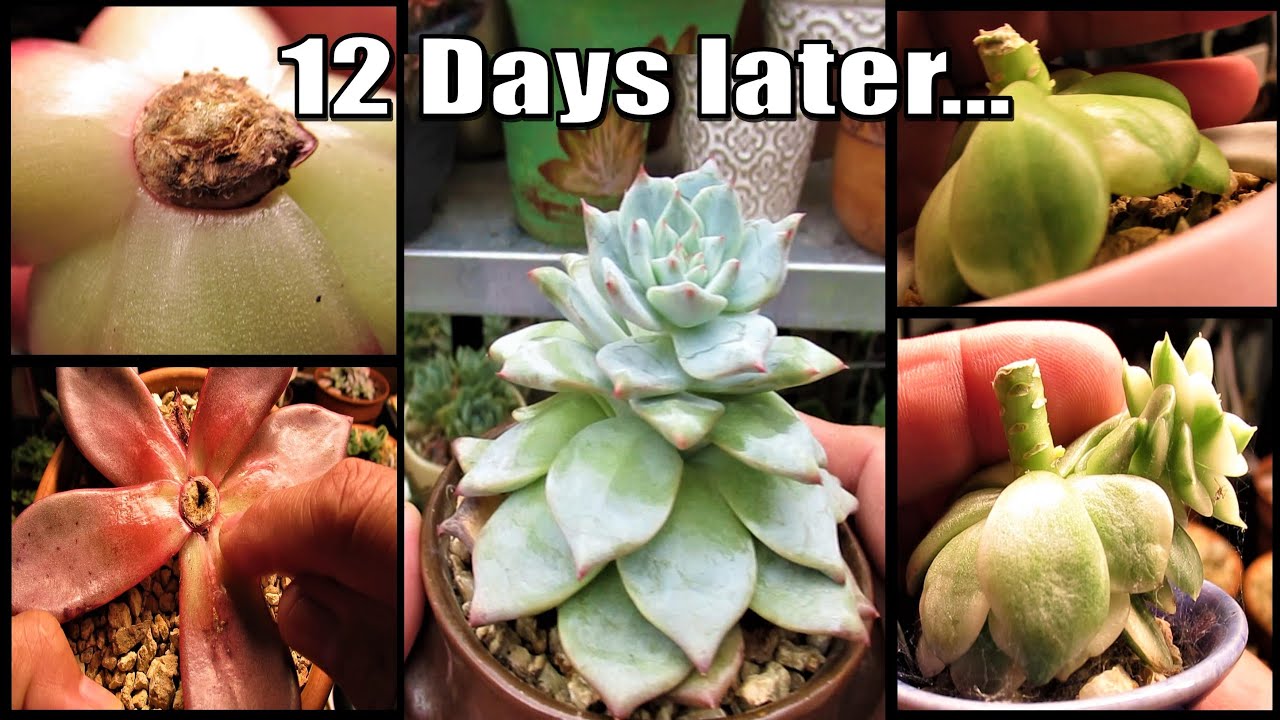 Succulents Beheading UPDATE 12 Days Later - Echeveria Romeo, Taurus, Nicksana, and Sedeveria Rolly