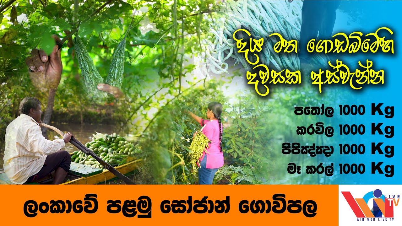ලංකාවේ පළමු සොජාන් ගොවිපළ  |  මේ මැලේසියාව නෙවෙයි ලංකාව |  SriLankan Organic Farming