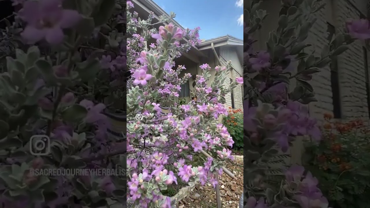 Medicinal Minute: Cenizo (Leucophyllum frutescens)