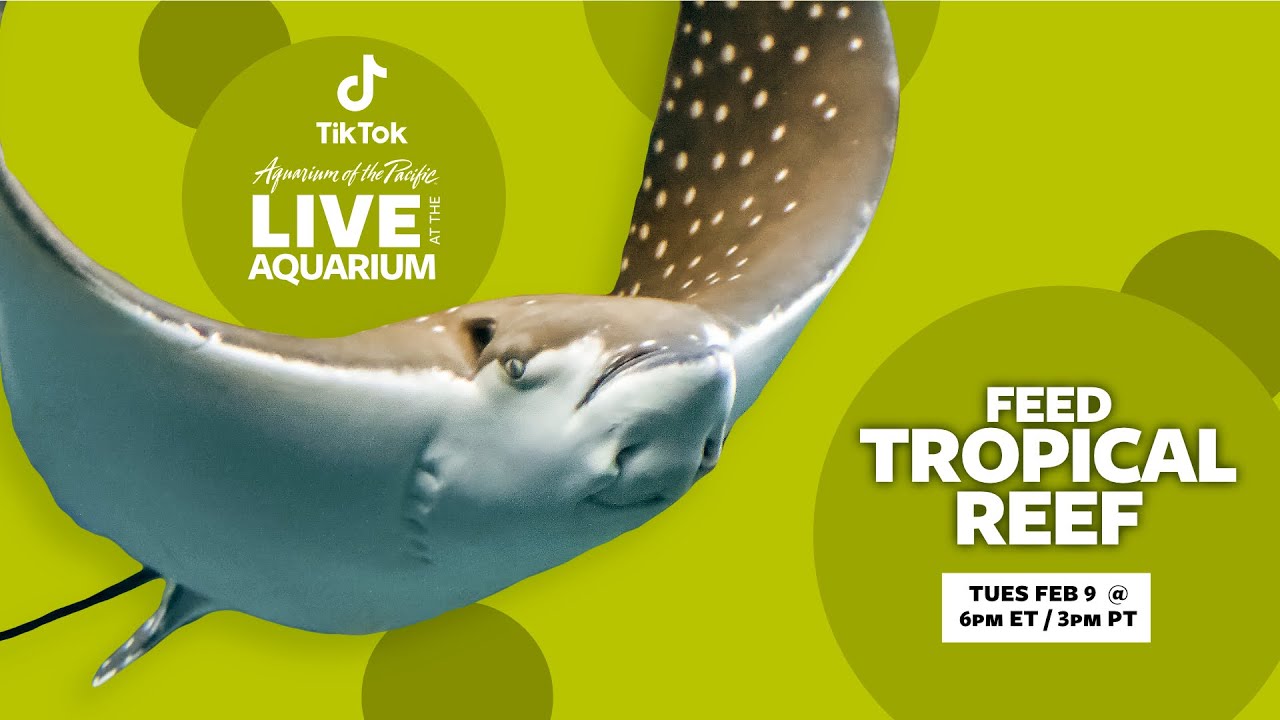 TikTok Live Replay: Tropical Reef Feed at Aquarium of the Pacific
