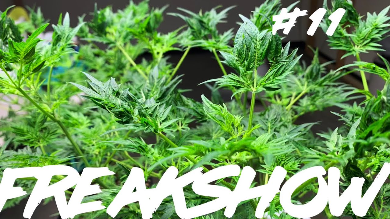 Matty Grows | The Work Grow | Freakshow | # 11 | #Freakshow #HumboldtSeedCompany
