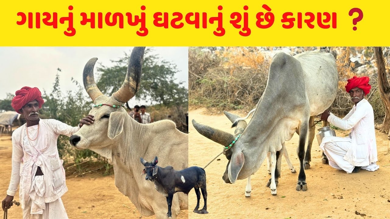 આજે ગાય દુઃખી એનું કારણ શું 🤔❓