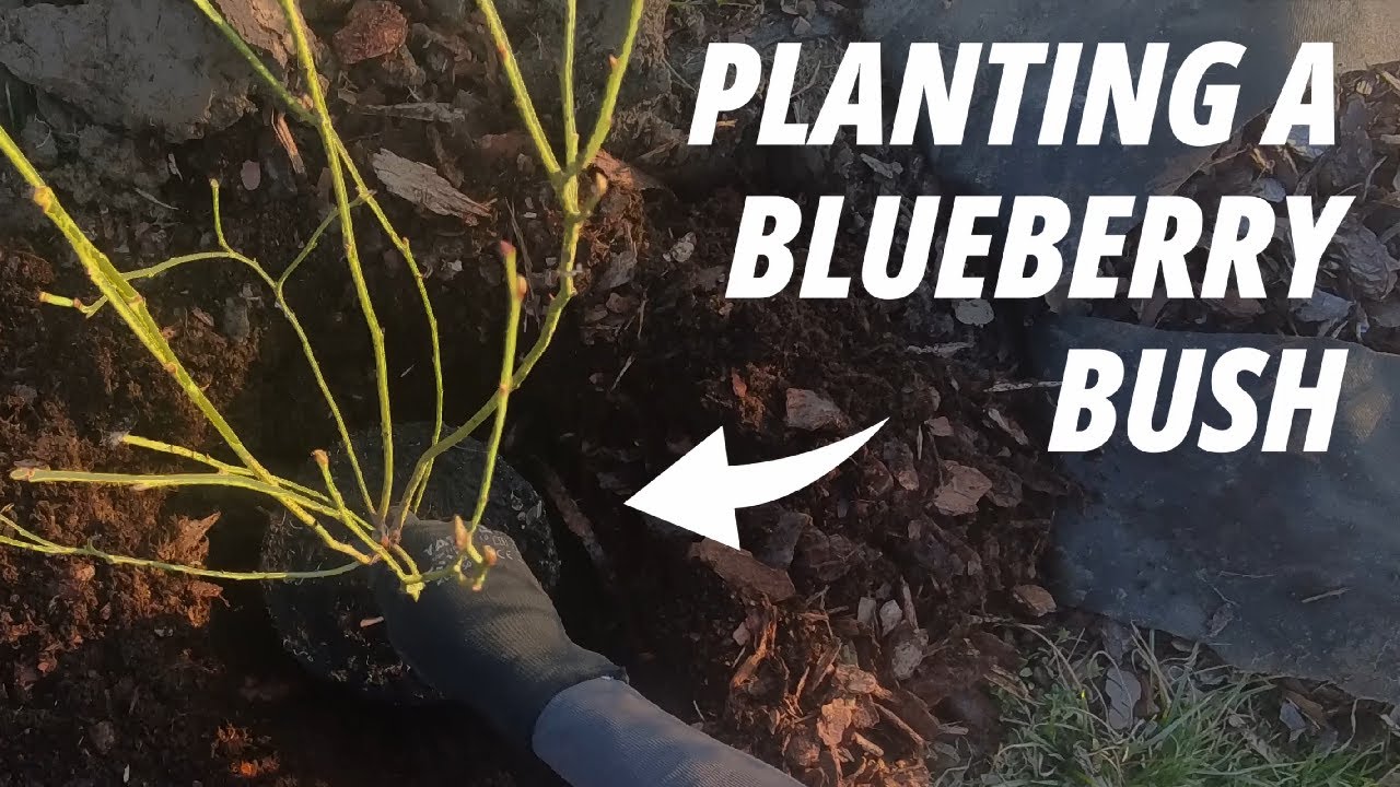 Planting Blueberries for Beginners: Easy Step-by-Step Guide!