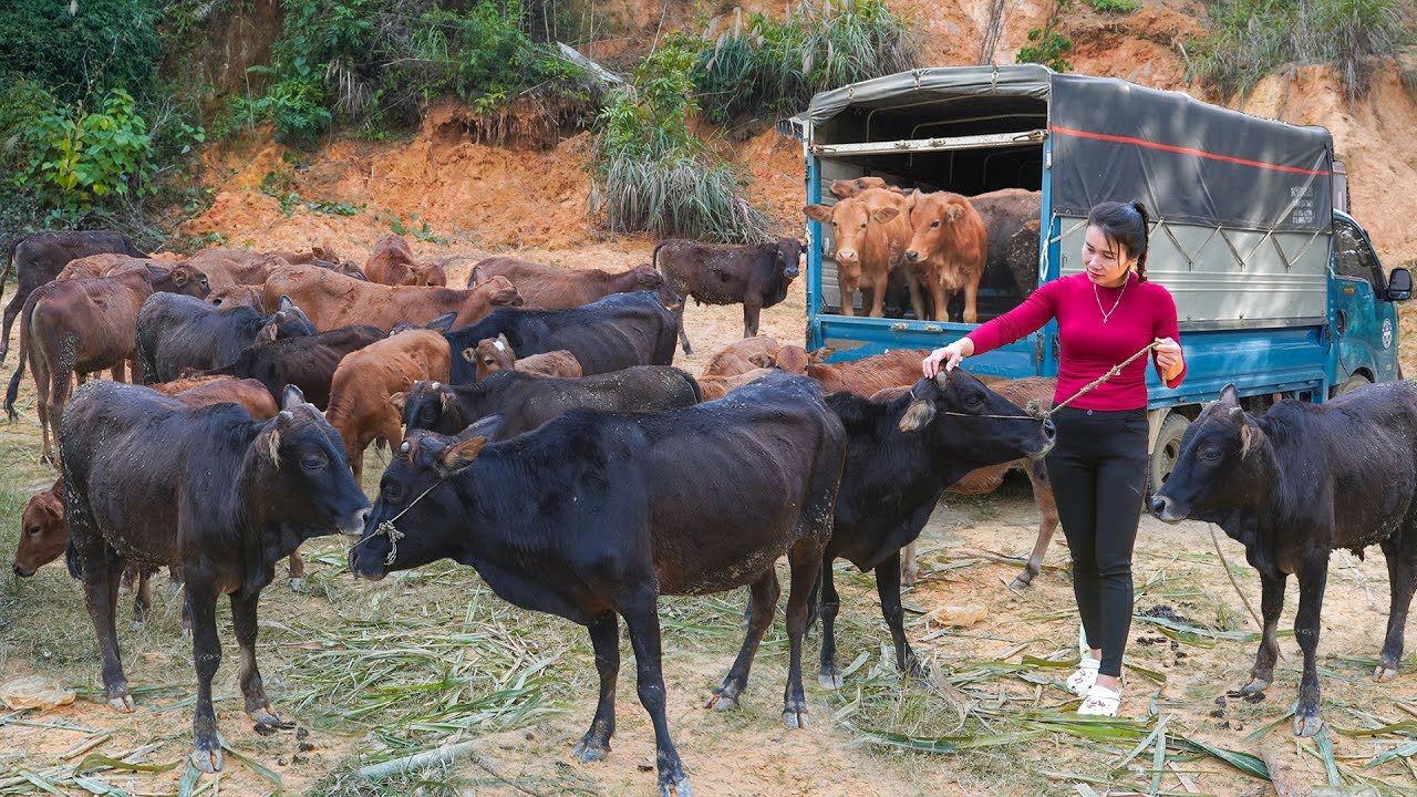 Use Truck To Travel 1500Km To Cow Farm - Buy Many Cow To Sell For Villagers. My Farm / Đào