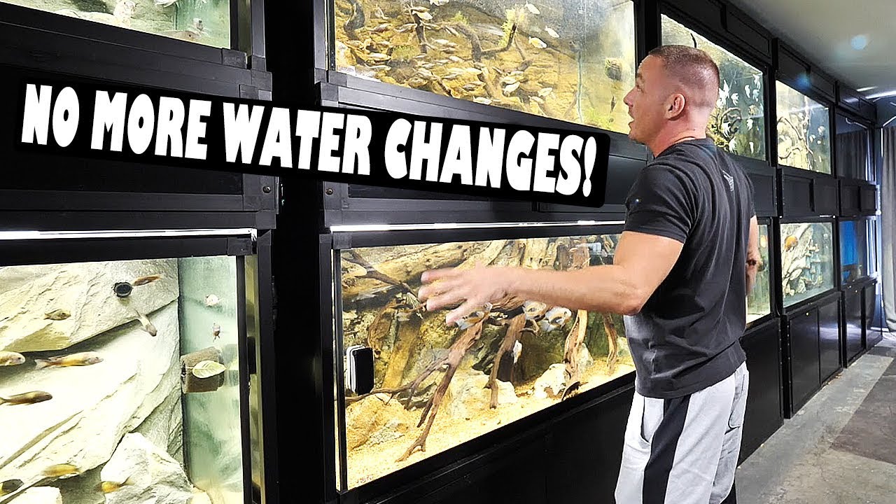 Automatic aquarium water changes | The King of DIY