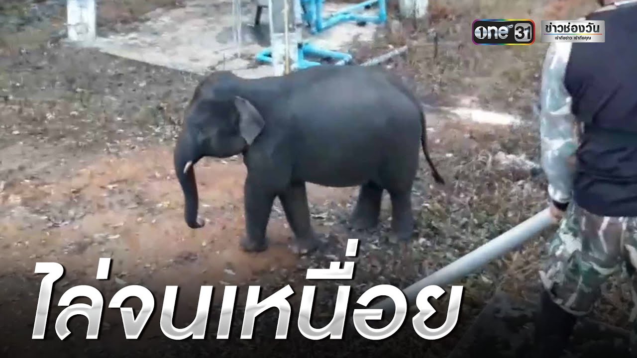 เด็กดื้อ! ลูกช้างป่าไม่ยอมกลับโขลง | เช้าวันใหม่ | ข่าวช่องวัน