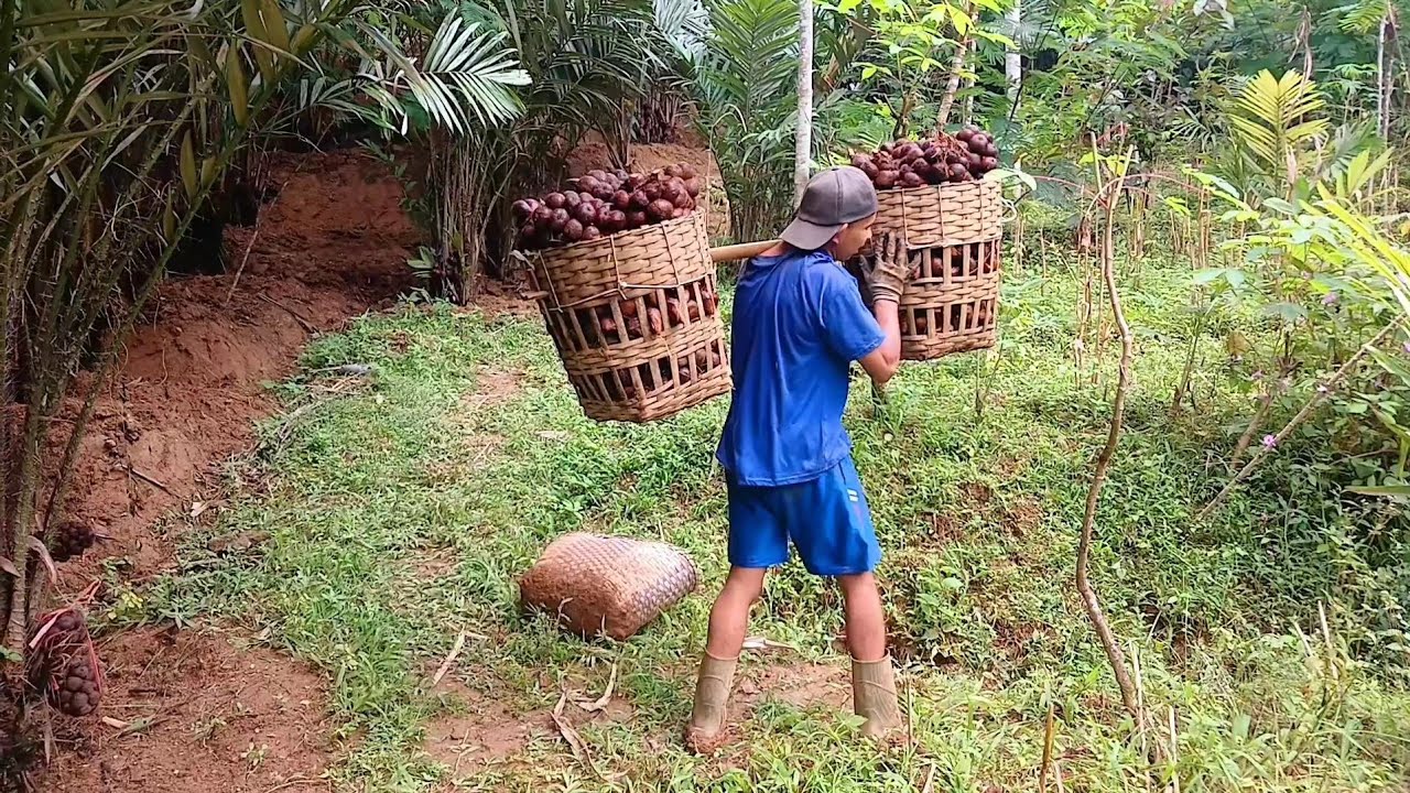 BEGINI RESIKONYA PANEN BUAH SALAK DI LADANG YG HABIS DICANGKUL!!!🙉