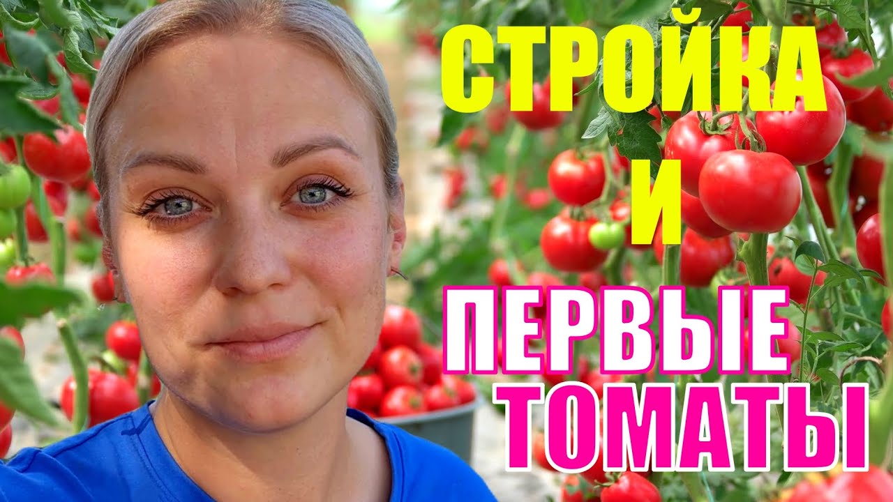 Первые помидоры. Строим бассейн. Холодный июнь на Кубани.