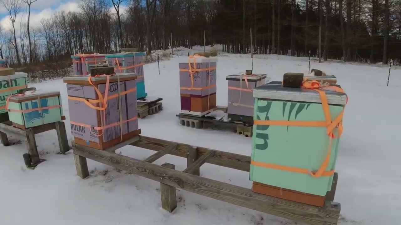 February Winter Hive Inspection & Feeding Capped Honey and Pollen Patties