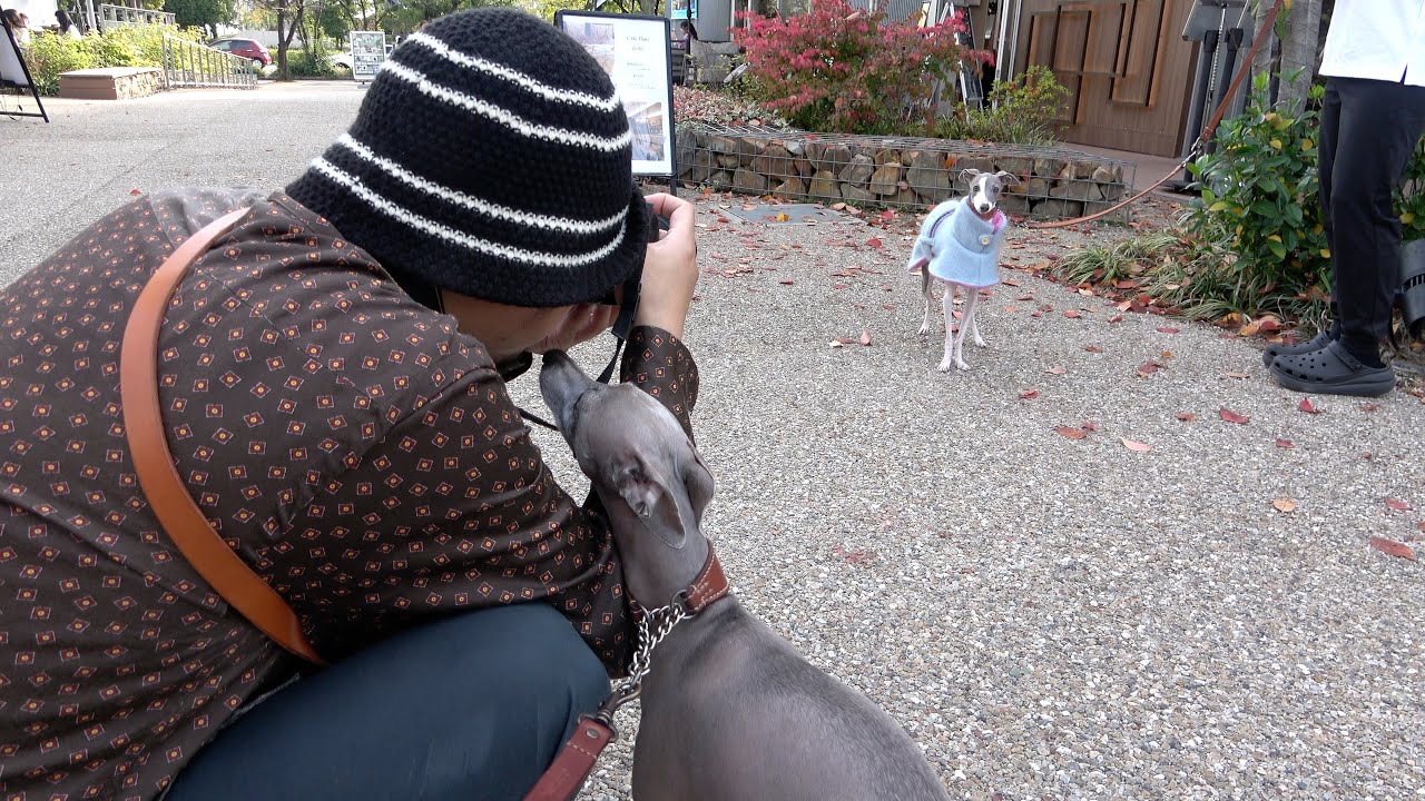 イタグレ服のモデル撮影を積極的に邪魔しにいく愛犬www#14