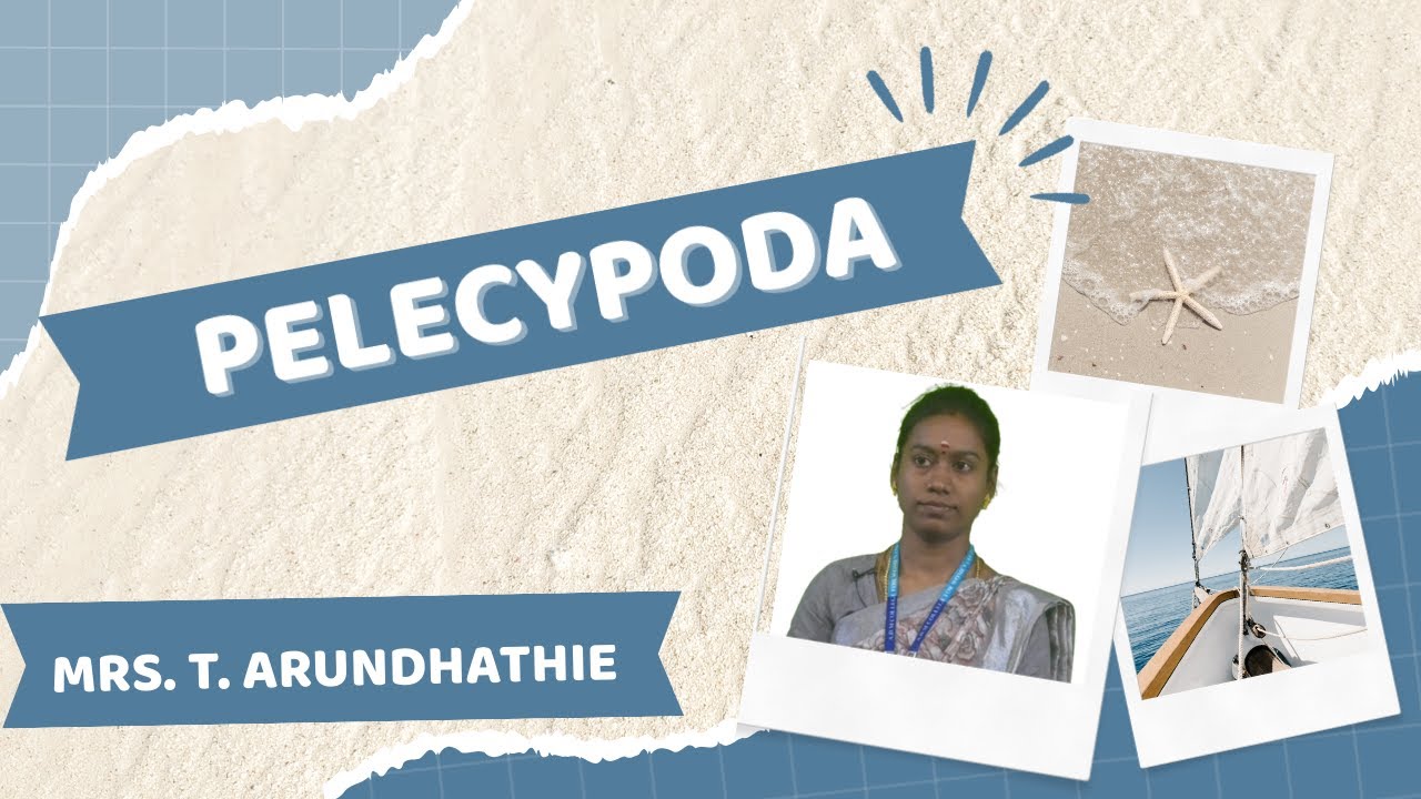 PELECYPODA