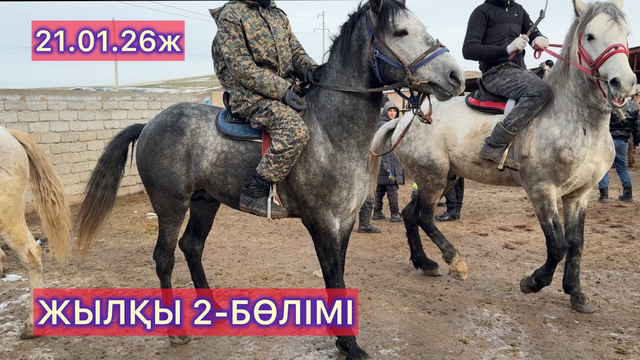 Жылқы 2-Бөлімі 21.01.26ж