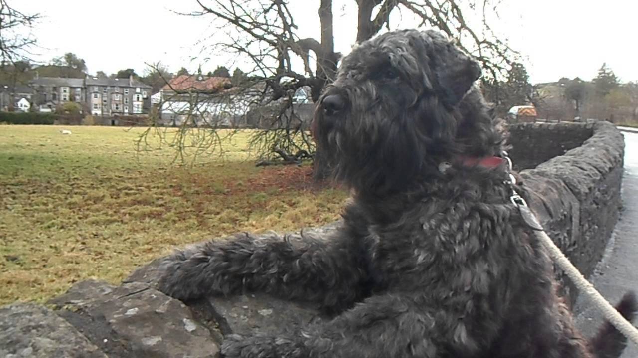 Bouvier Des Flandres, Alert Allways