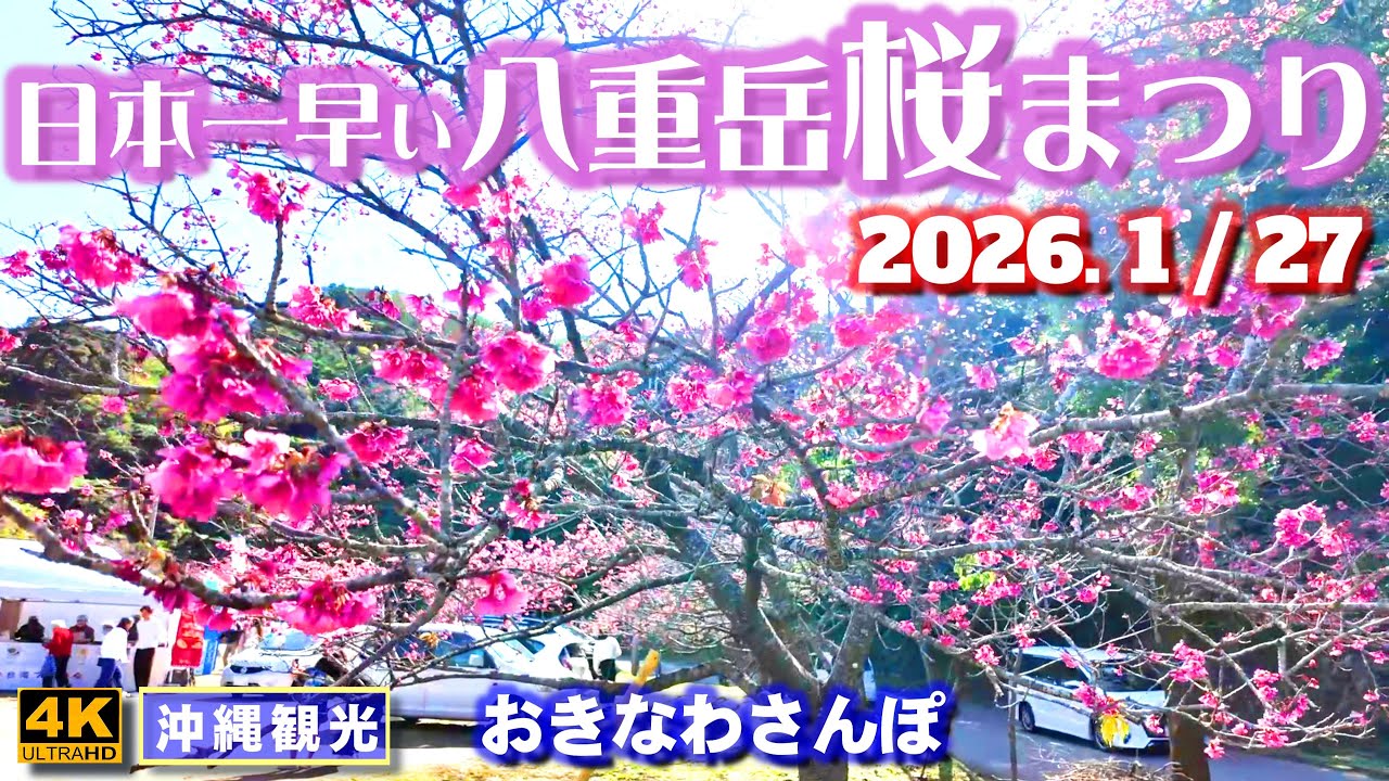 ◤沖縄旅行◢ 日本一早い桜祭り｢八重岳桜まつり2026｣♯1242 おきなわさんぽ Japan's earliest cherry blossom festival.