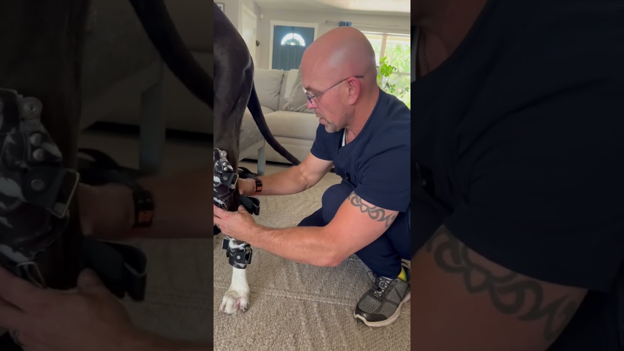 How to apply a knee brace to a dog