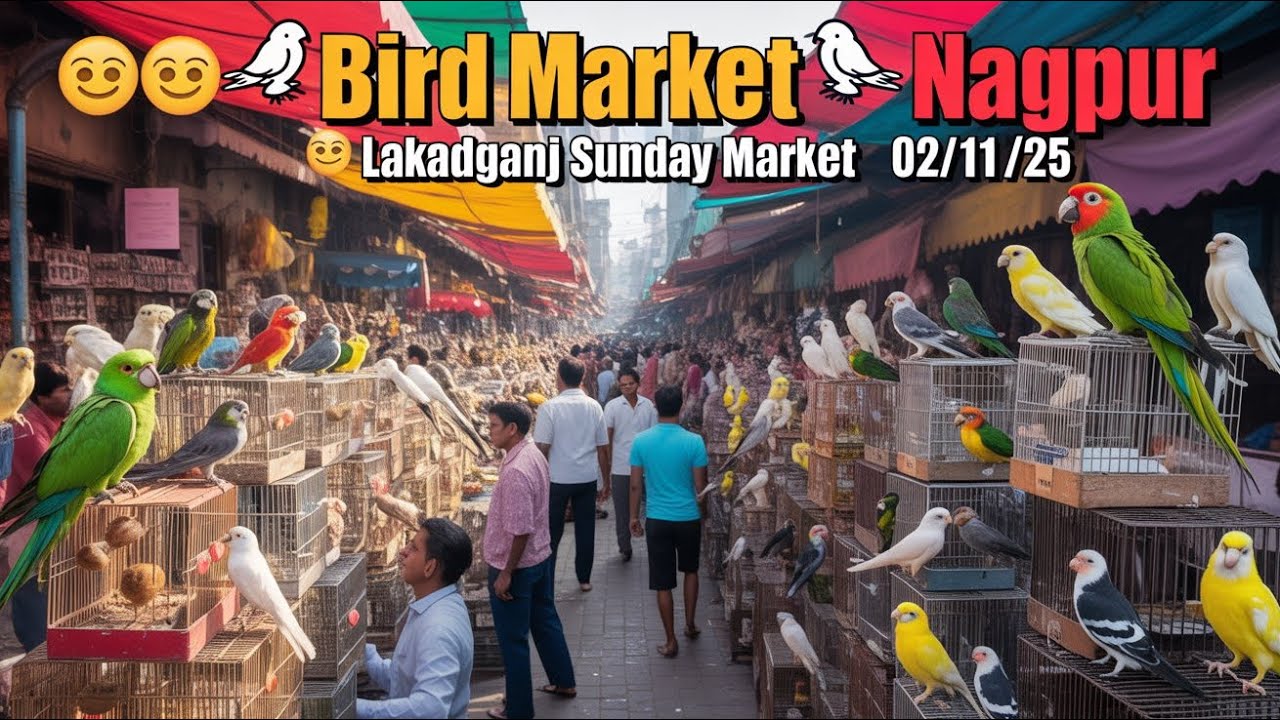 Bird Market Nagpur Today 02/11/25 | lakadganj Ka bird Market | Bird Sunday Market Nagpur ka