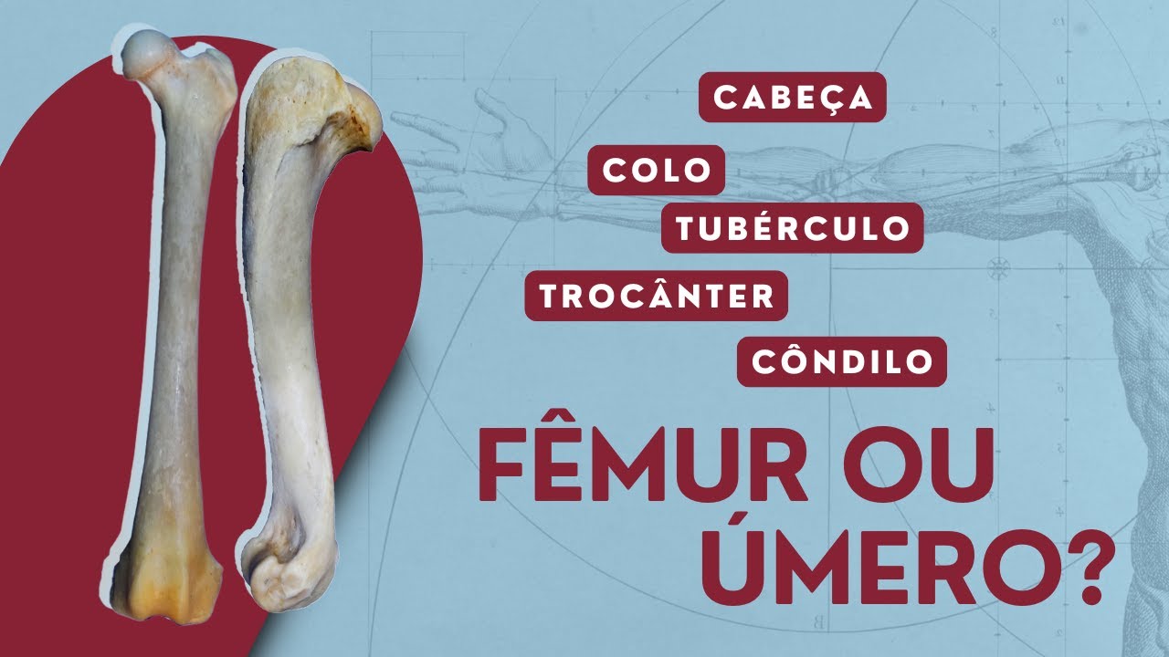 Úmero ou Fêmur? - Cão | Anatomia Veterinária | Aparelho Locomotor |