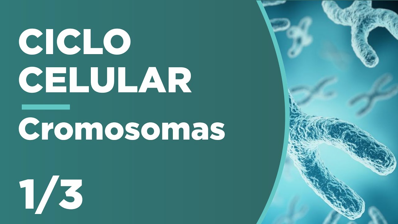 CROMOSOMAS: Estructura, clasificación y función| CICLO CELULAR 1/3