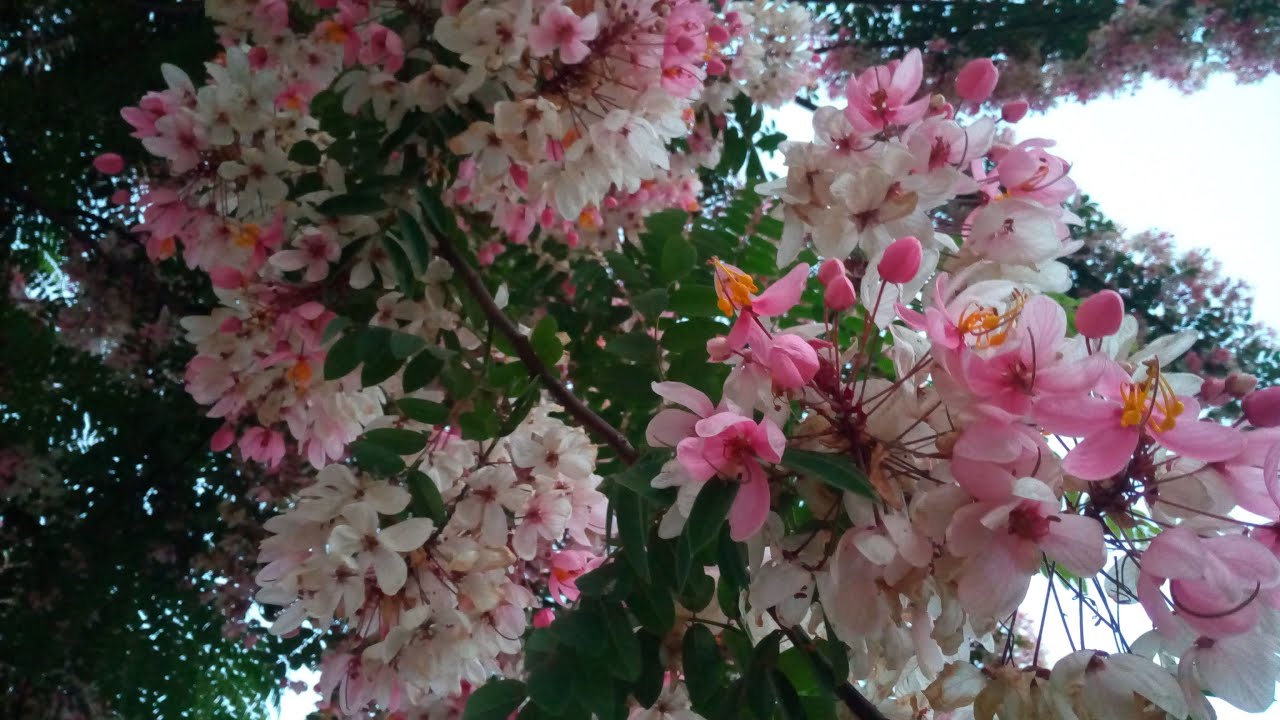 أكاسيا نودوزا شجرة ساحرة الجمال