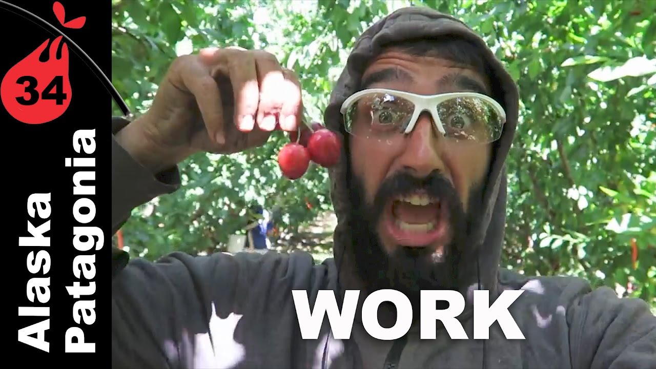 Cosecha de Cereza | Canada