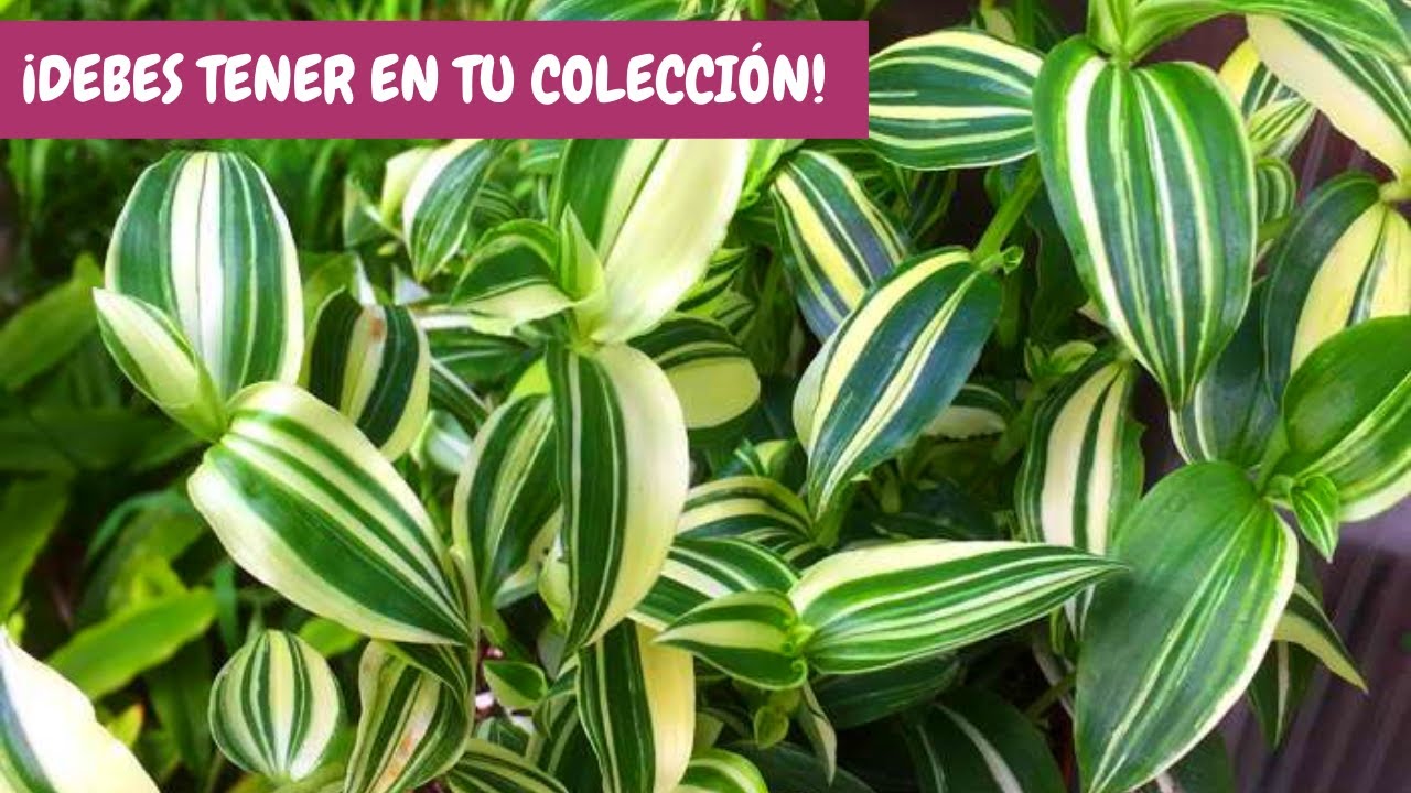Tradescantia Fluminesis variegata: sus cuidados básicos en casa | ¡Debes tener una ya mismo!