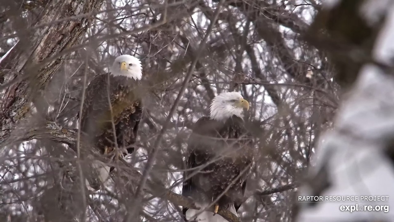 DNF and Mr North a peaceful evening without UM 22.02.2026 Explore Live Nature Cams