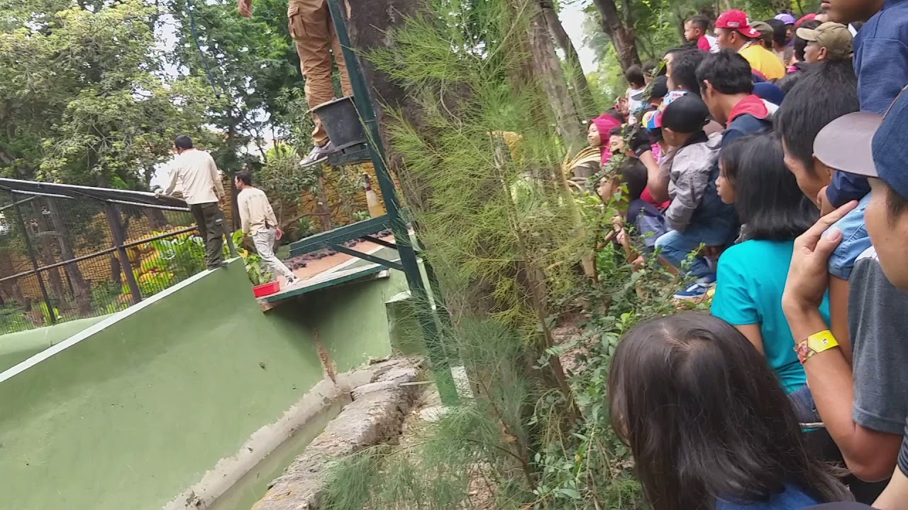 HARIMAU BENGGALA  kebun binatang surabaya (KBS)