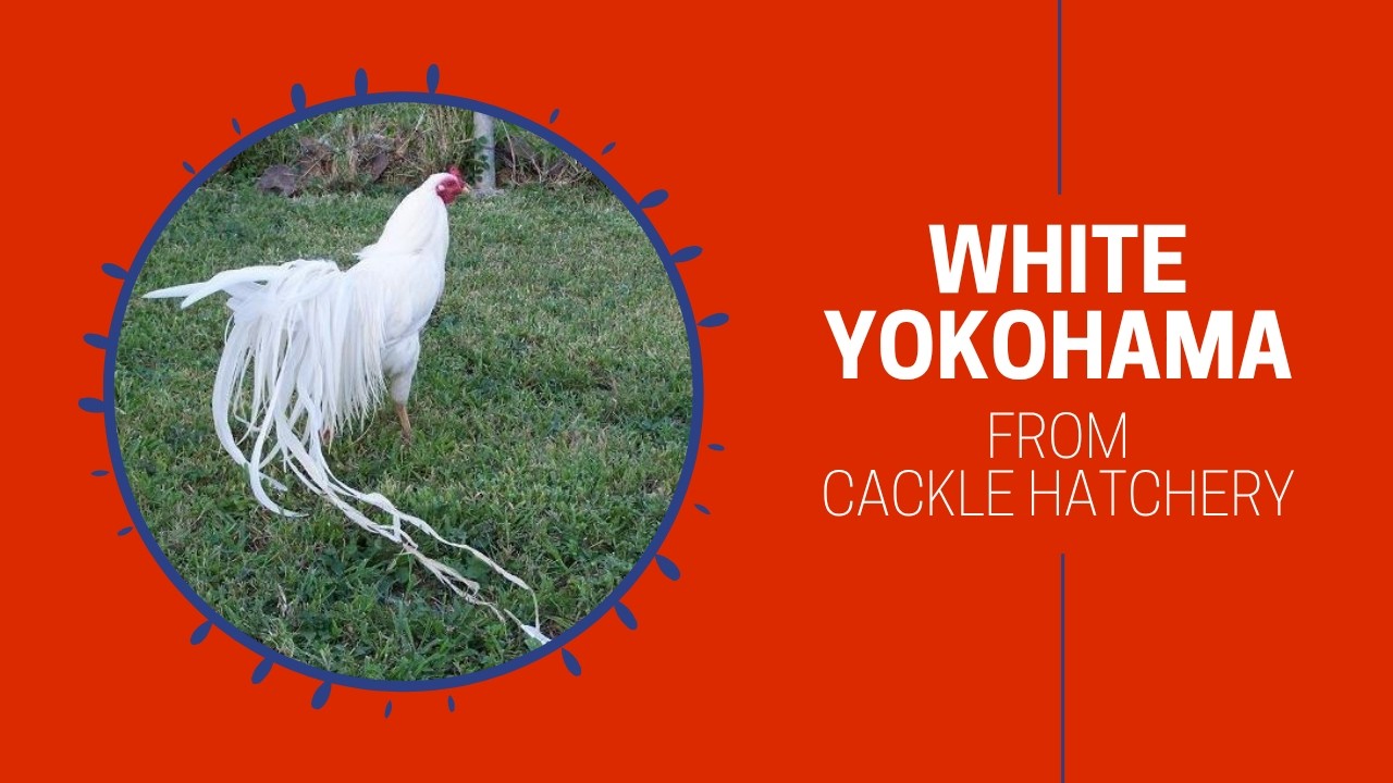 White Yokohama Rooster Chicken Breed (Breeder Flock) | Cackle Hatchery