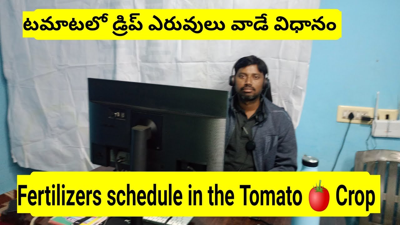 టమాటలో డ్రిప్ ఎరువులు వాడే విధానం!!! Muralikrishna agriculture support.