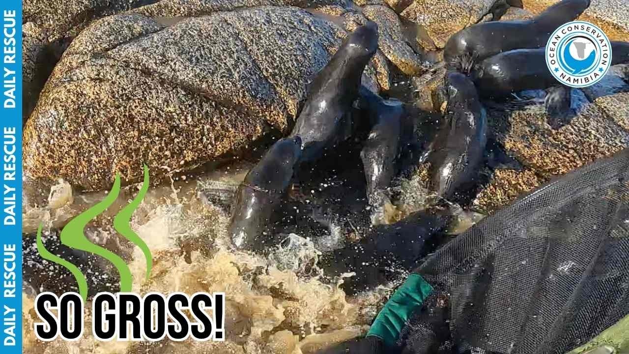 Экстремальное спасение тюленя: любой ценой, несмотря на запах