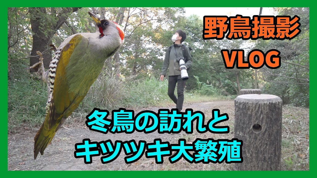 野鳥撮影Vlog 八王子に冬鳥がやってきた！「平山城址公園」 | ジョウビタキ、アオゲラ、コゲラなど| Birdwatching shot on SONY a7Ⅳ