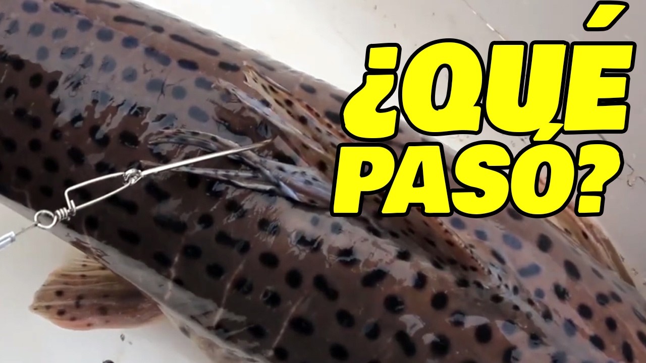 Algo raro pasó en Paso de la Patria con los peces