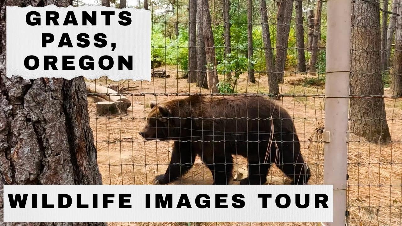 Grants Pass, OR - Wildlife Images: Rehab and Education Center | Solo Travel | Tattoo Road Trip