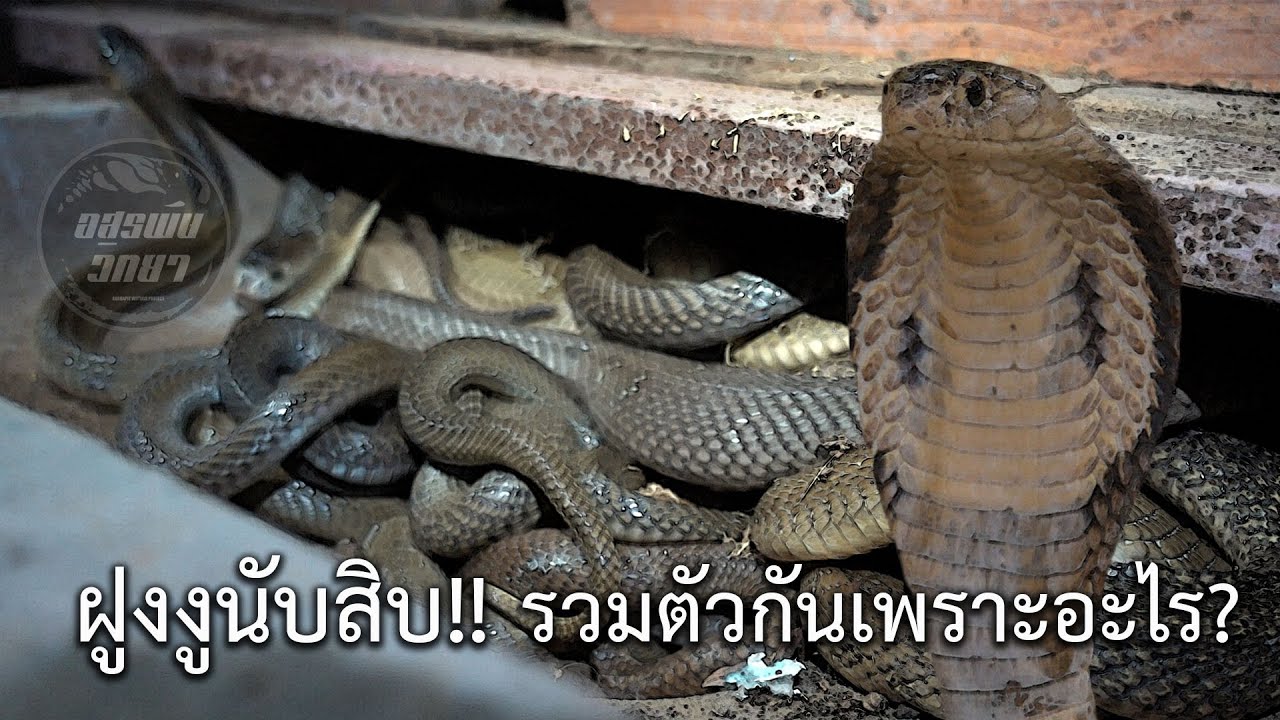 ฝูงงูนับสิบบุก!! มันมารวมตัวกันเพราะอะไร? อสรพิษวิทยา EP.176