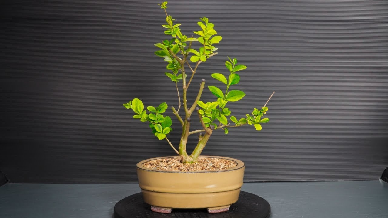 Making Bonsai from nursery stock - 1