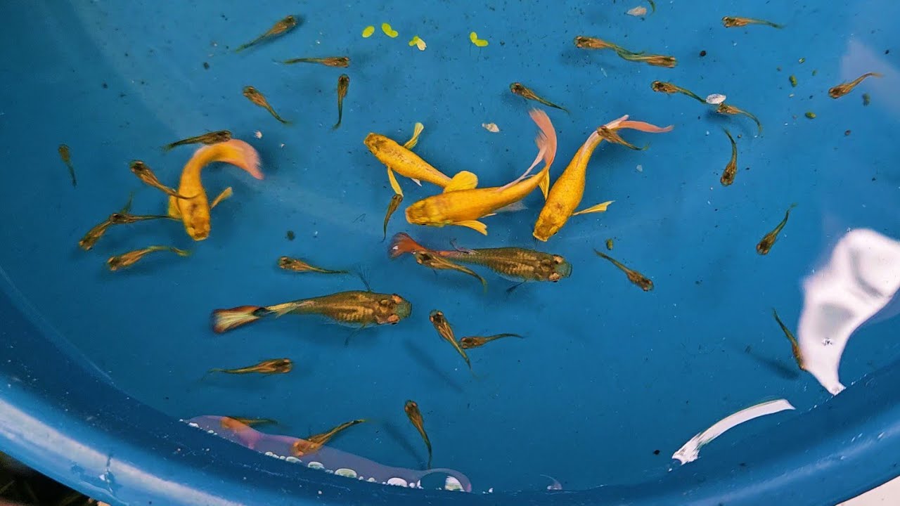 I Made An Experiment: Dumbo Ear Redtail +  Full Gold  Guppy Cross! 🤔 (Development from 1 to 3Months)