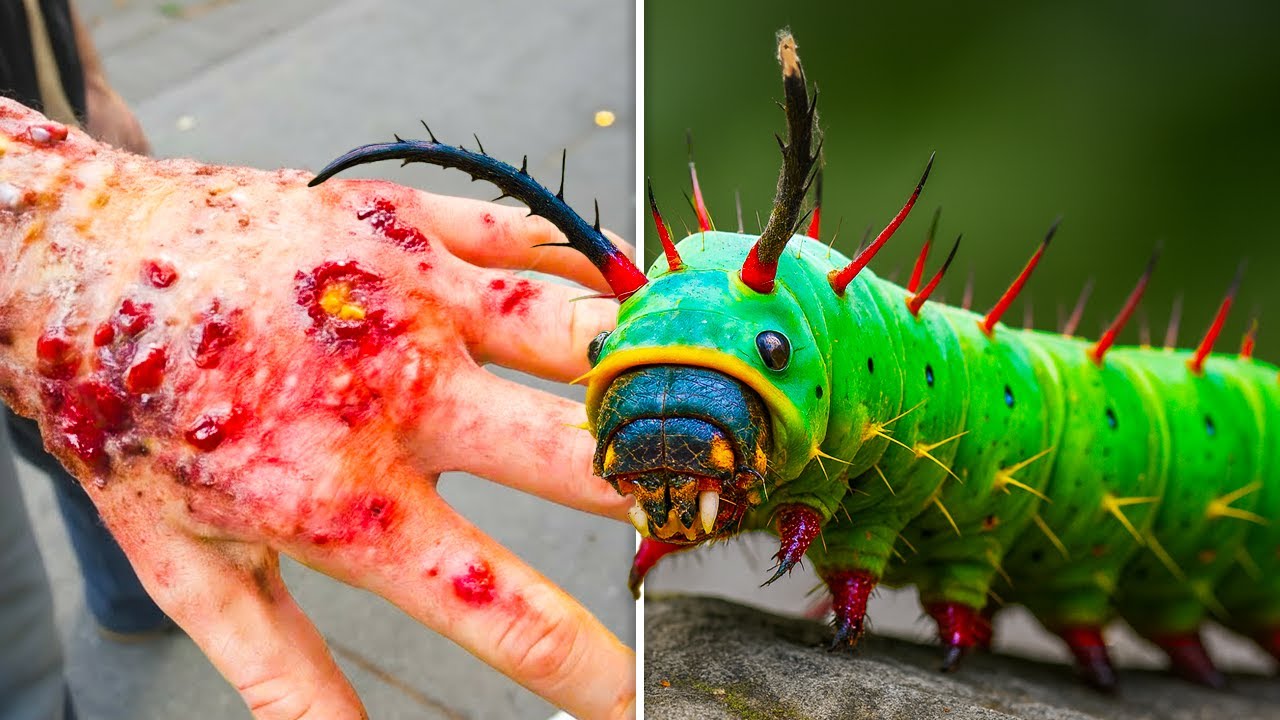 9 самых ОПАСНЫХ животных тропических лесов Амазонки