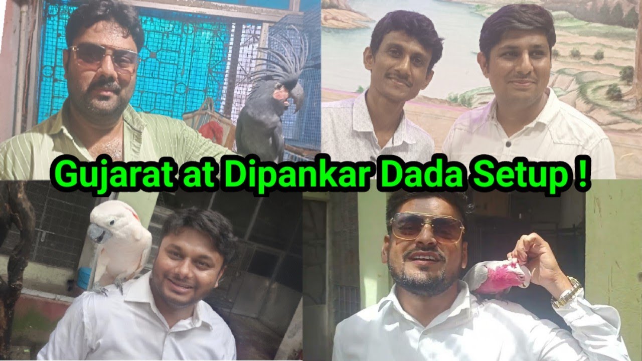 Parrot Dipankar Bird Setup Vlog with Pet Guru & Ahmedabad Budgie Parrots | Behind the scene | Manka