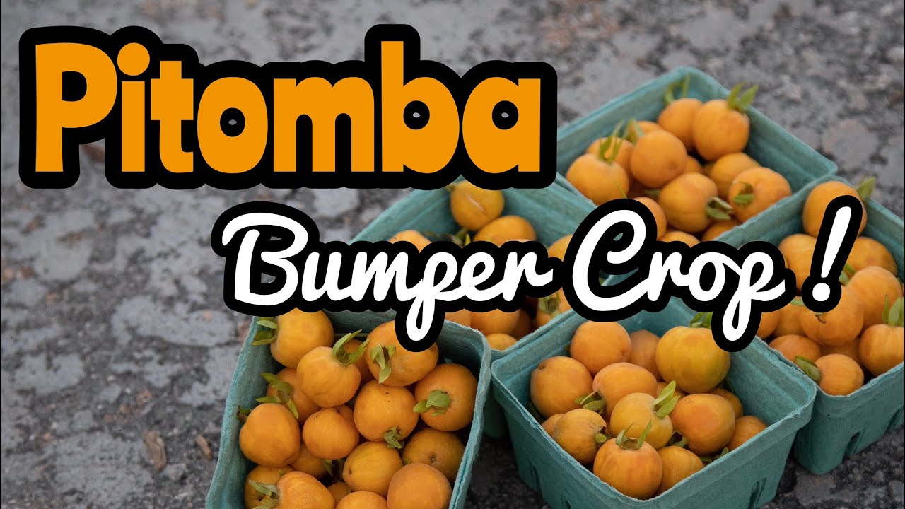 A Bumper Crop of Pitomba!