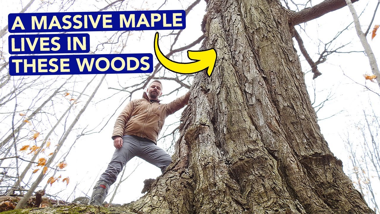 A Massive Maple Lives In These Woods