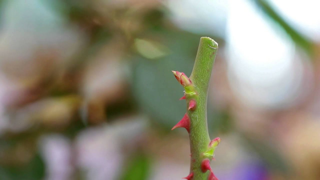bellaflora Rosenschnitt